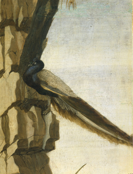 S.Botticelli, Peacock a Sandro Botticelli
