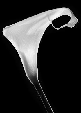 Calla