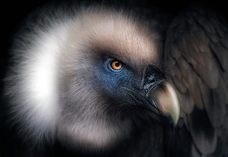 Vulture Look