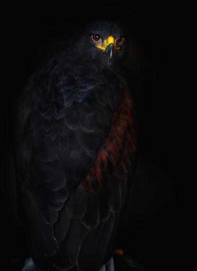 Harriss hawk portrait