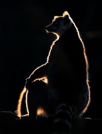 Lemur at sunset