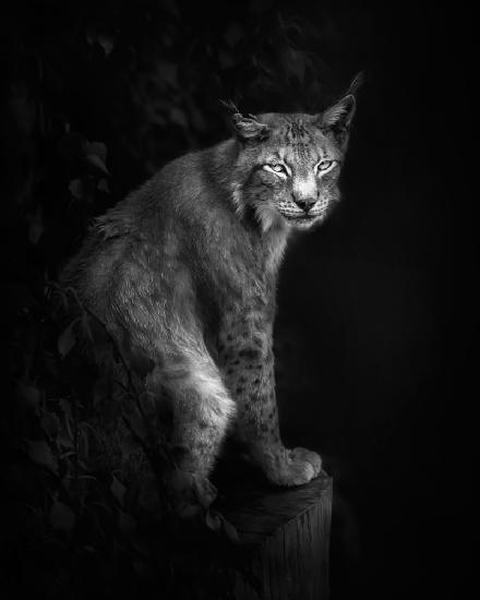 Lynx portrait in B&amp;W