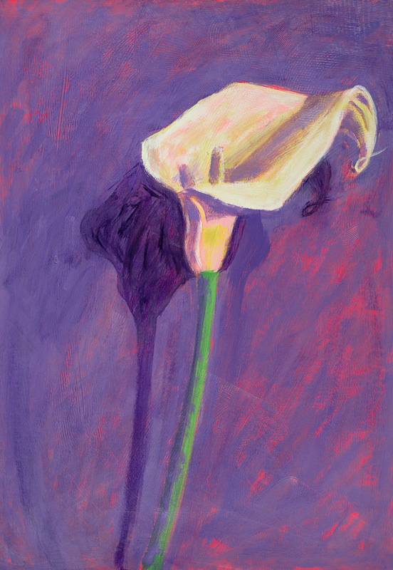 Arum Lily (oil on card)  a Sara  Hayward