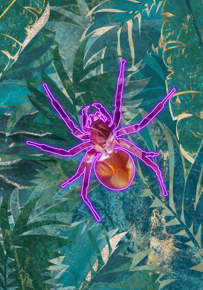 Neon Spider in the jungle a Sarah Manovski