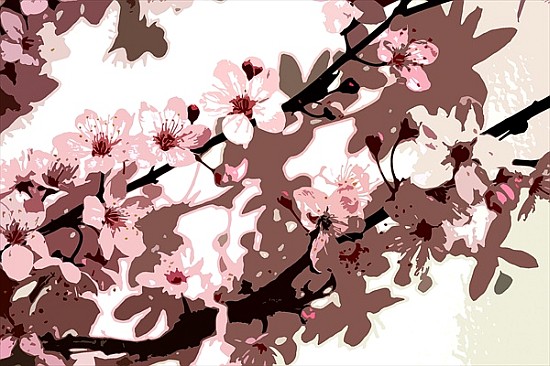 Japanese Blossom (colour photo)  a Sarah  O'Toole