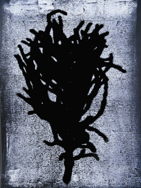 black fern a Sarah Thompson-Engels