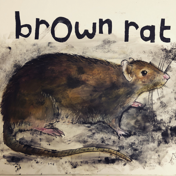 Brown rat a Sarah Thompson-Engels