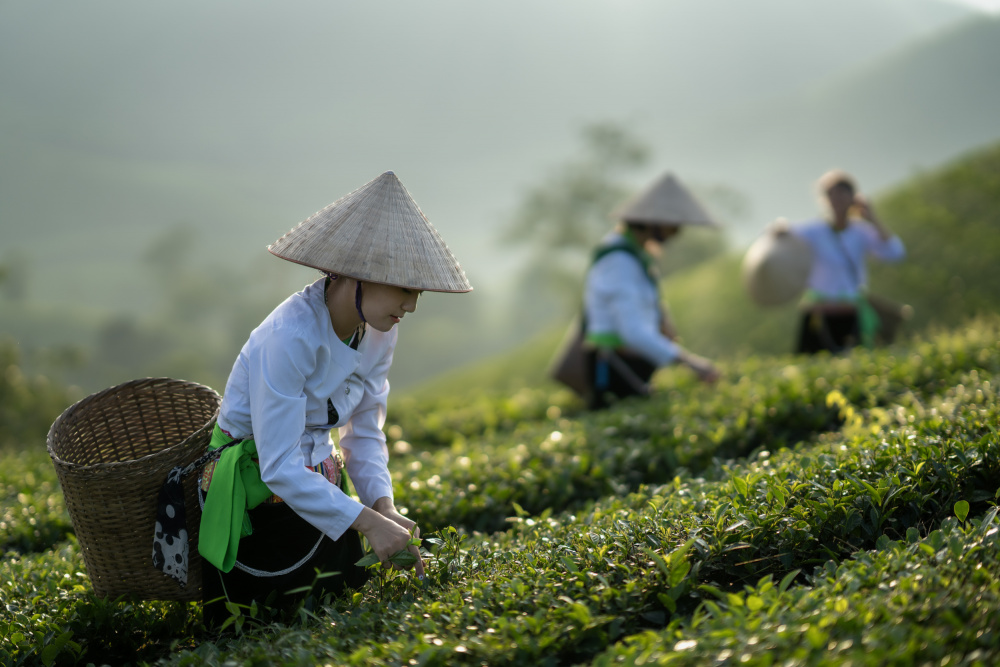 Vietnamese monk picking tea leaves a Sarawut Intarob