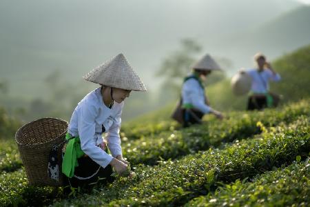 Vietnamese monk picking tea leaves