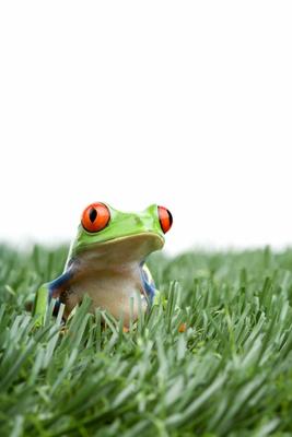 red-eyed tree frog in grass a Sascha Burkard