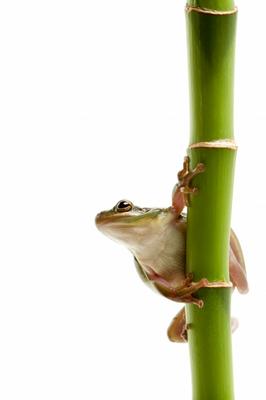 frog on bamboo a Sascha Burkard