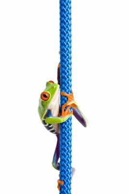 frog climbing rope isolated on white a Sascha Burkard