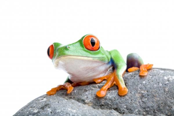 frog on a rock a Sascha Burkard