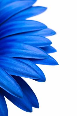 blue daisy isolated on white a Sascha Burkard