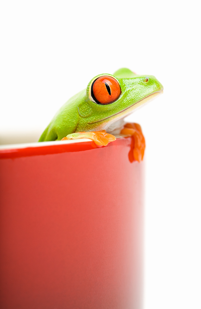frog looking out of cooking pot a Sascha Burkard