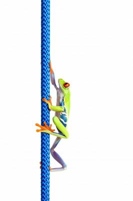 frog climbing up rope isolated on white a Sascha Burkard