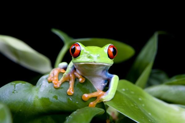 frog in plant isolated on black a Sascha Burkard