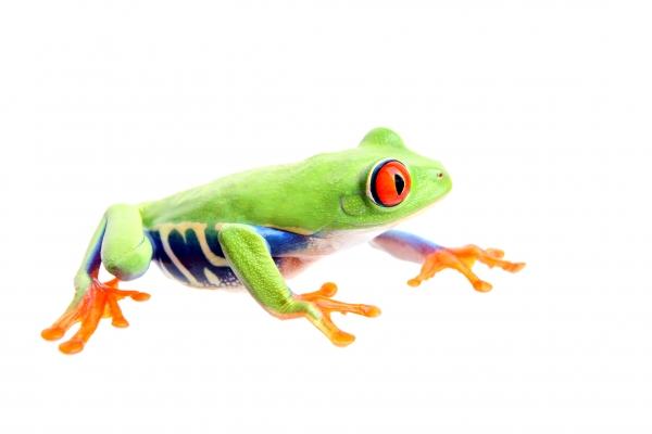 frog isolated on white a Sascha Burkard