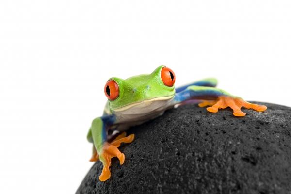 frog on a rock isolated white a Sascha Burkard