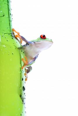 frog on glass isolated white a Sascha Burkard