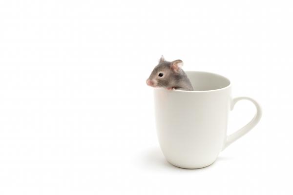 hamster in coffee cup on white a Sascha Burkard