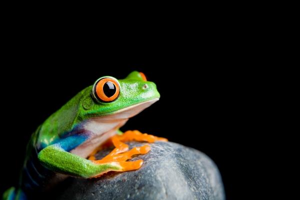 red-eyed tree frog on a rock isolated a Sascha Burkard