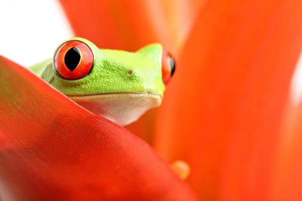 red-eyed tree frog on plant a Sascha Burkard