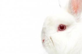 rabbit isolated on white