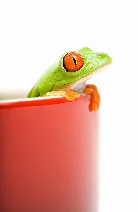 frog looking out of cooking pot