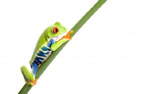 frog on leaf isolated white