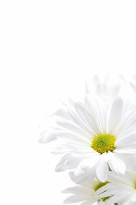 white daisies highkey a Sascha Burkard