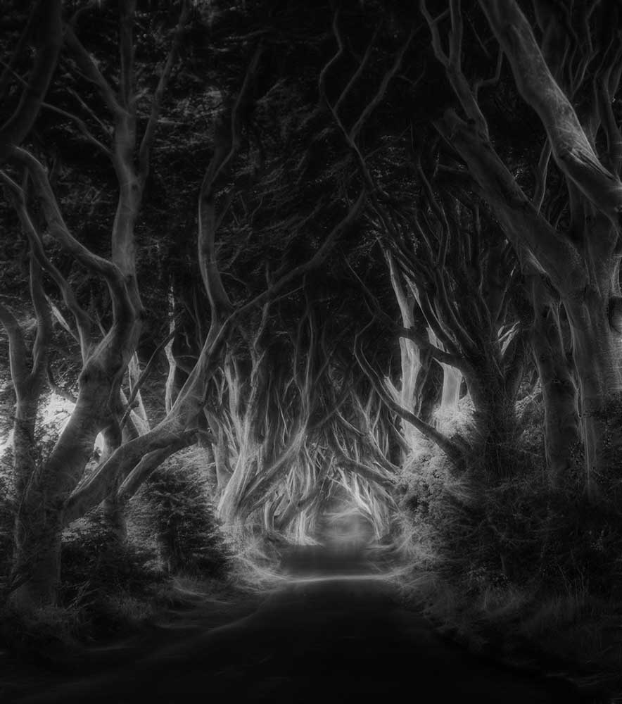 The dark hedges a Saskia Dingemans