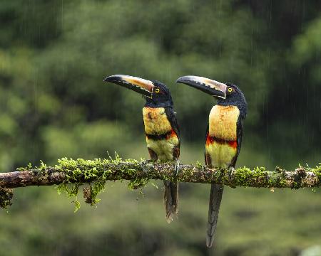 Collared Aracaris in the rains