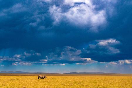 Two-horned Rhino under a cloudy sky