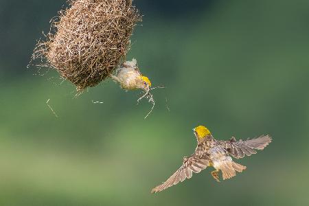 Baya Weaver