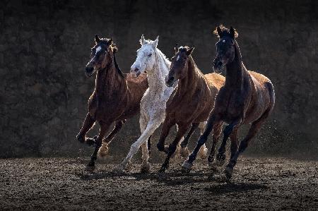 Racing Horses