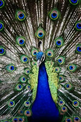 Peacock a Scott Griessel