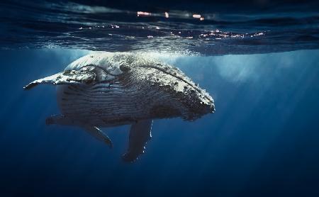 Humpback whales - Réunion island 2014.