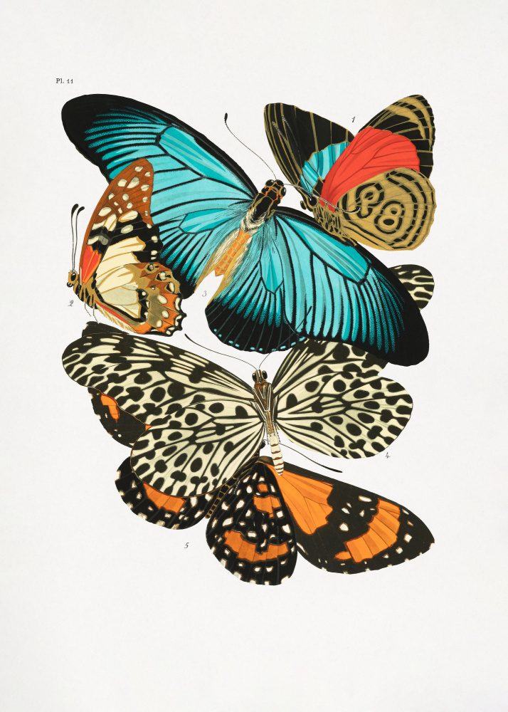 Butterflies 1 a Émile-Allain  Seguy