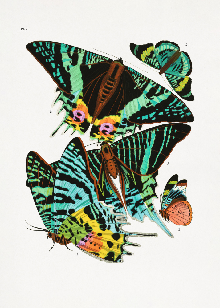 Butterflies 3 a Émile-Allain  Seguy