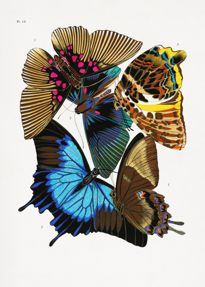 Butterflies 4 a Émile-Allain  Seguy