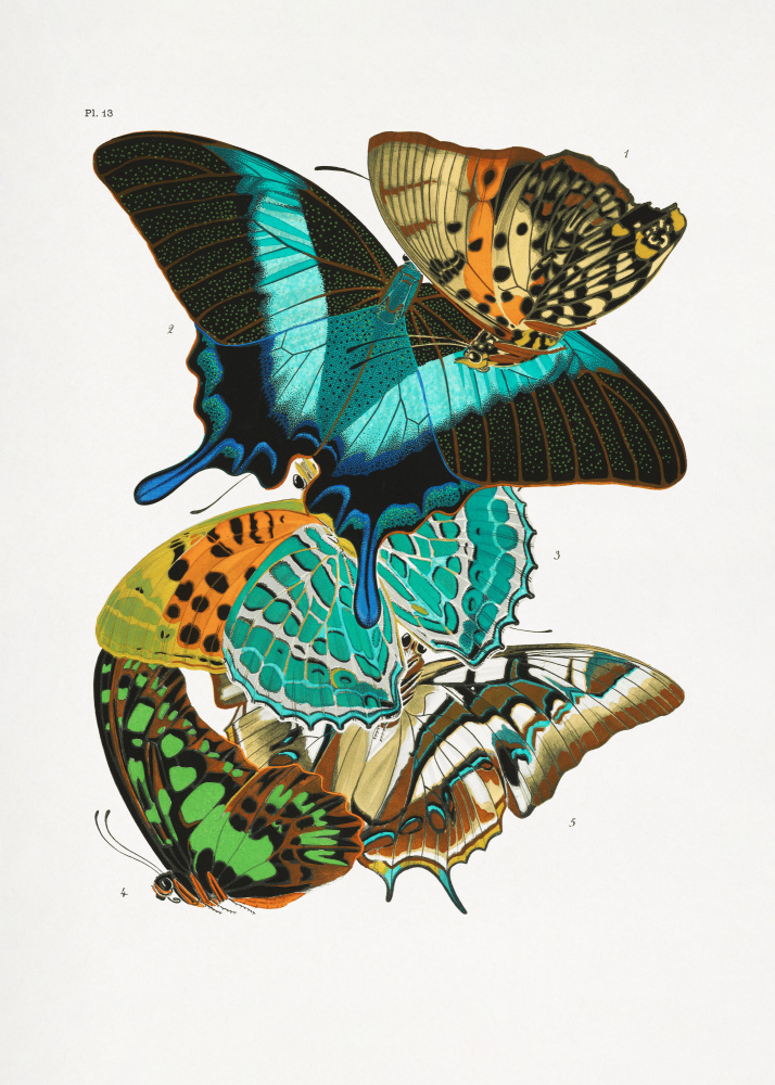 Butterflies 5 a Émile-Allain  Seguy