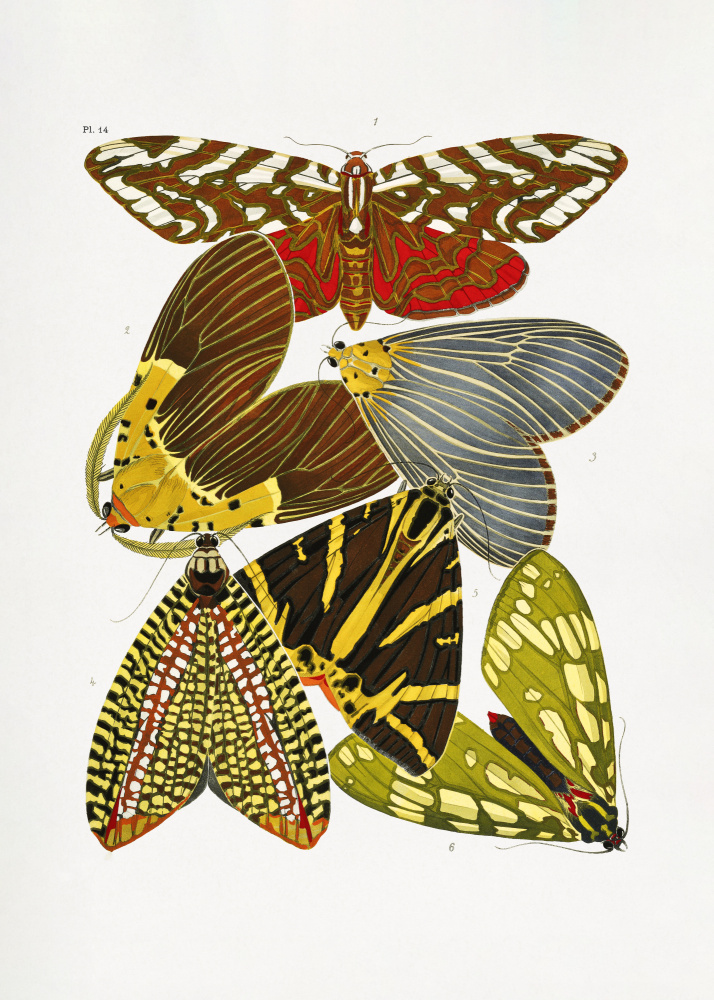 Butterflies 6 a Émile-Allain  Seguy
