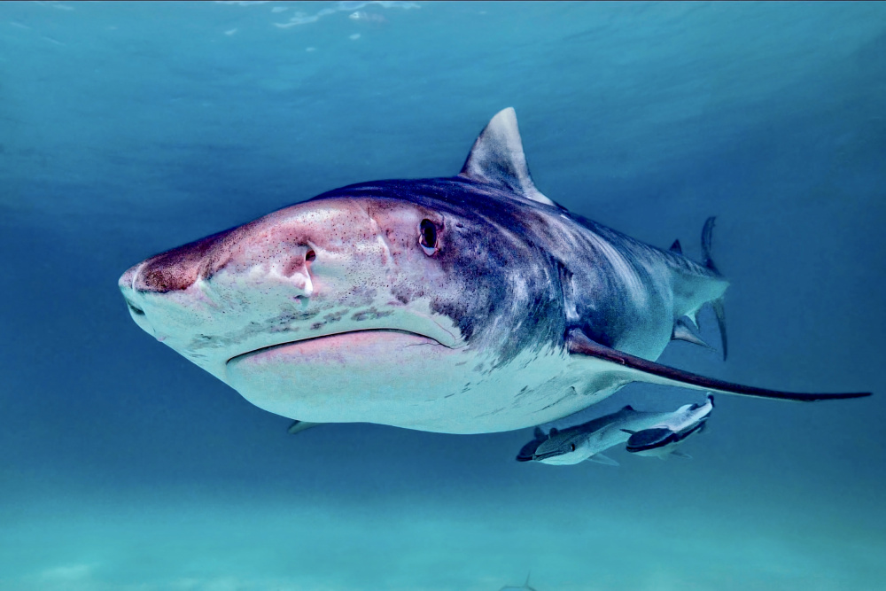 Tiger shark a Serge Melesan