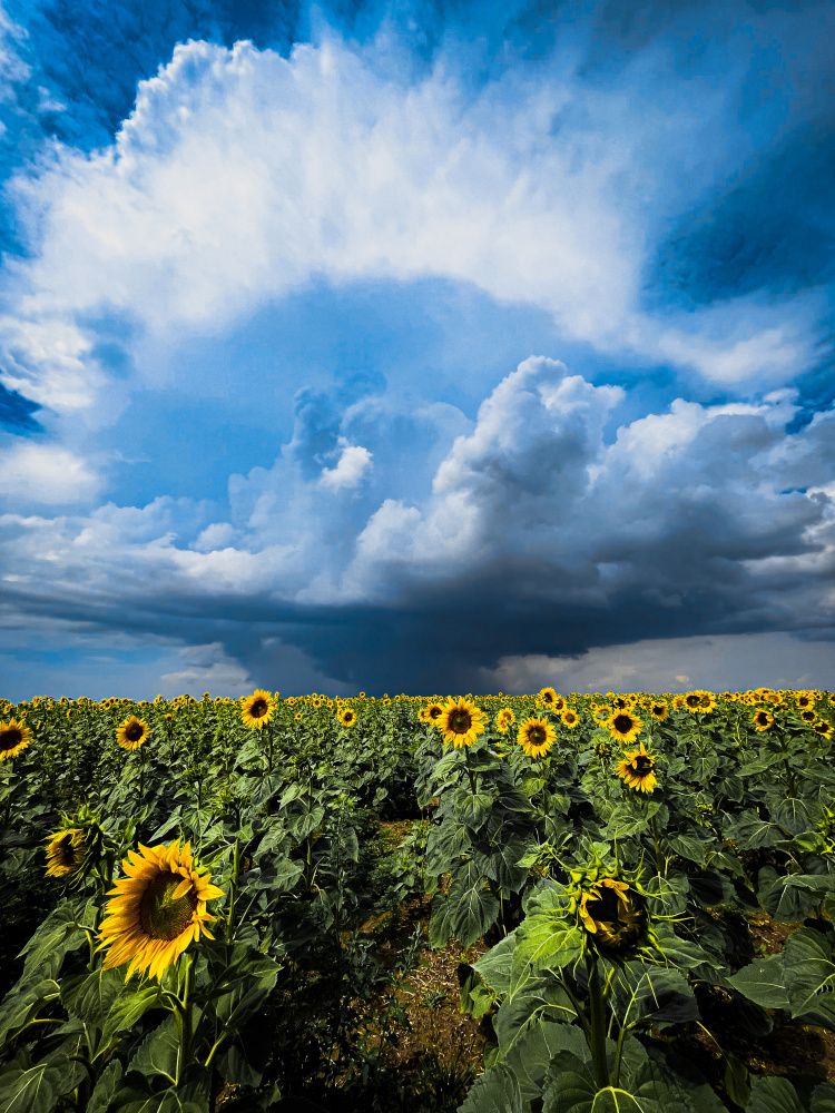 Sunflower storm a Sergey Trush