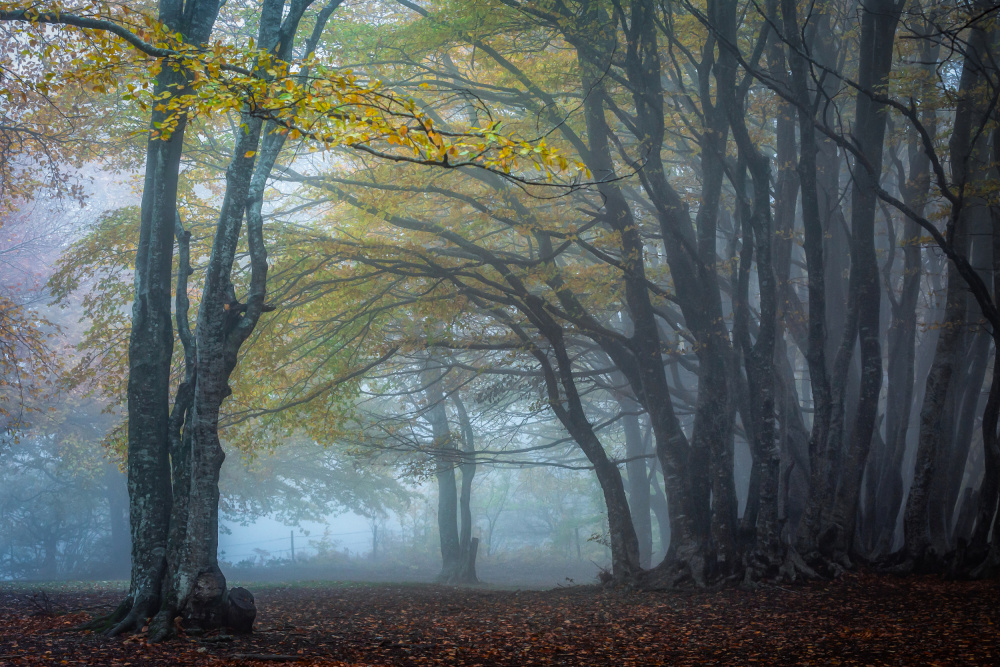Trees in the fog a Sergio Barboni