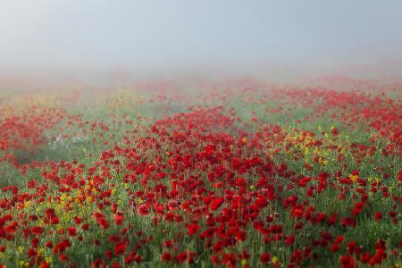 Poppies in the fog