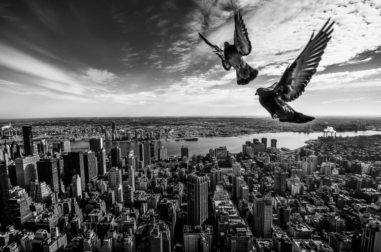 Pigeons on the Empire State Building a SergioSousa