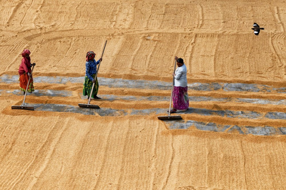 Paddy drying by women a Shaibal Nandi