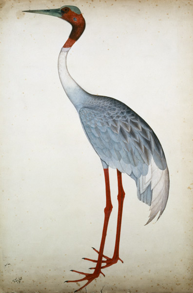 Sarus Crane, painted for Lady Impey at Calcutta a Shaikh Zain ud-Din